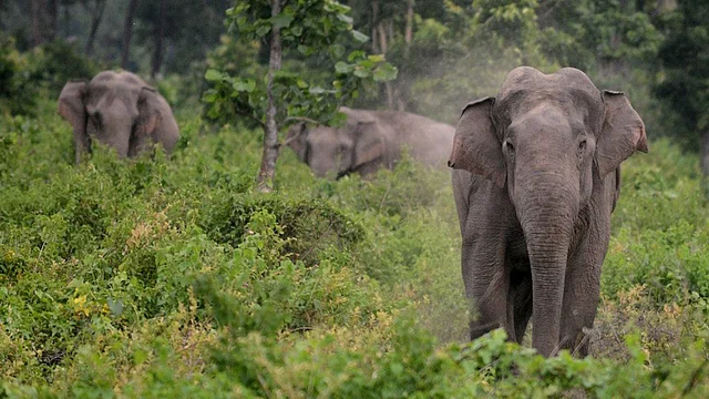 ভারতের জঙ্গলে হাতি। এএফপি ফাইল ছবি