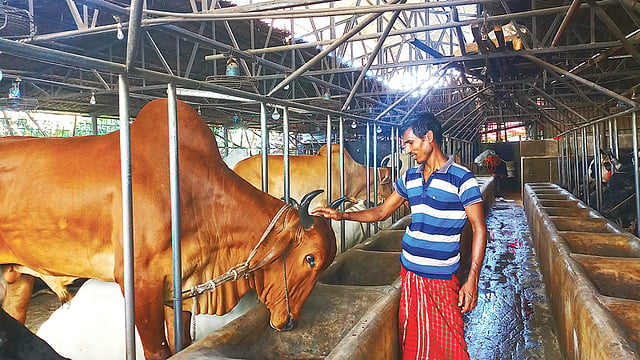 মোহাম্মদপুর বেড়িবাঁধ এলাকায় সাদিক অ্যাগ্রো নামের খামারে গরুকে আদর করছেন একজন কর্মী। আদর পেতে গরুটিও মাথা বাড়িয়ে দিয়েছে।  ছবি: প্রথম আলো