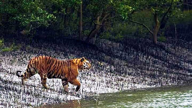 ভাস্কর মুখার্জি