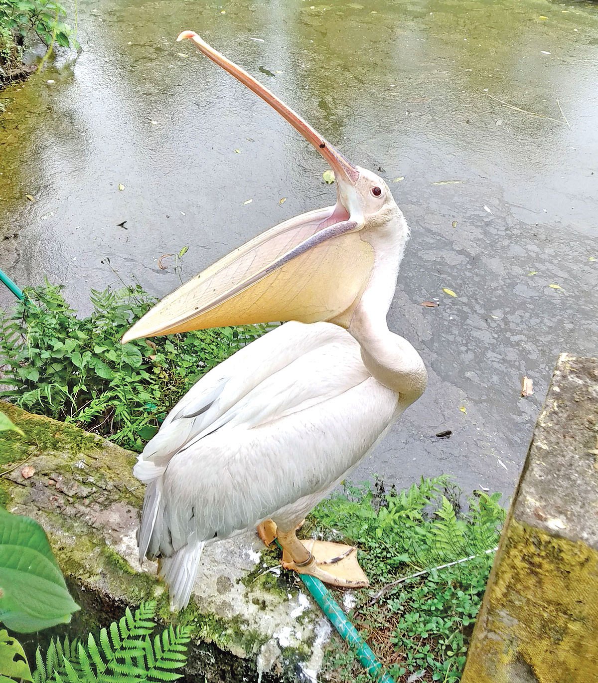 পেলিক্যানটি হঠাৎ শূন্যে গলা বাড়িয়ে হাঁ করে চিবুক মেলে ধরল ক্যামেরার সামনে। ছবি: প্রথম আলো
