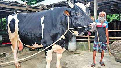 ৪২ মণ ওজনের এ গরুর দাম হাঁকা হচ্ছে ৩০ লাখ টাকা। গত সোমবার পাবনার চাটমোহর উপজেলার ছোট গুয়াখড়া গ্রামে। ছবি: প্রথম আলো