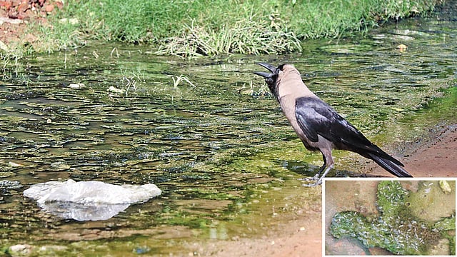 রাজশাহী নগরের বিভিন্ন এলাকায় সড়ক ও বাসার সামনে বৃষ্টি ও নালার পানি জমে রয়েছে। ছবিটি রাজশাহী নগরের উপশহর ১ নম্বর সেক্টর এলাকা থেকে শুক্রবার দুপুরে তোলা। (ইনসেটে) নগরের শিরোইল ঢাকা বাসটার্মিনাল এলাকায় জমে থাকা পানিতে রয়েছে প্রচুর পরিমাণে মশার লার্ভা।  প্রথম আলো