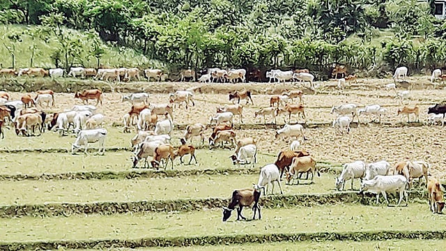 চাঁপাইনবাবগঞ্জ সদর উপজেলার বাবুডাইং বনের পাশে চরে বেড়াচ্ছে গরুর পাল।  ছবি: প্রথম আলো