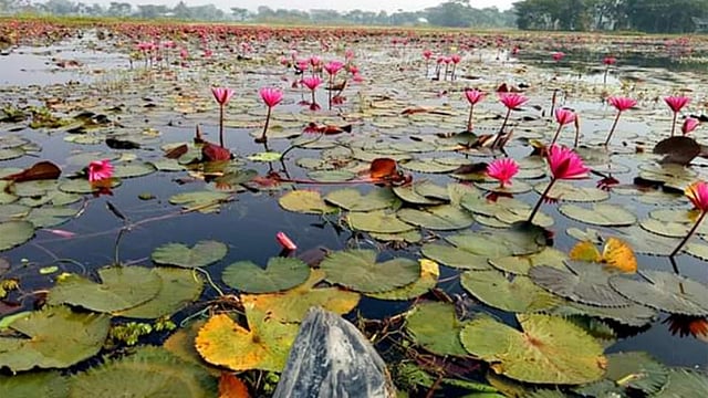শাপলা বিল সাঁতলা। নৌকা নিয়ে ঘুরতে পারবেন এই বিলে। ছবি: মারিয়া আফরোজ