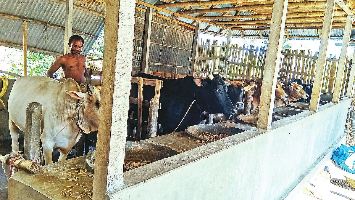গরুর খামারে ব্যস্ত সময় পার করছেন খামারিরা। বীরগঞ্জের সাহাডুবি গ্রামে। ছবি: প্রথম আলো