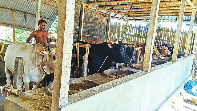 গরুর খামারে ব্যস্ত সময় পার করছেন খামারিরা। বীরগঞ্জের সাহাডুবি গ্রামে।  ছবি: প্রথম আলো