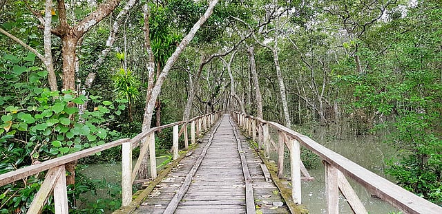 সুন্দরবনের একাংশ। বর্ষায় যেতে পারবেন করমজল পর্যন্ত। ছবি: মোহাম্মদ হোসেইন সবুজ