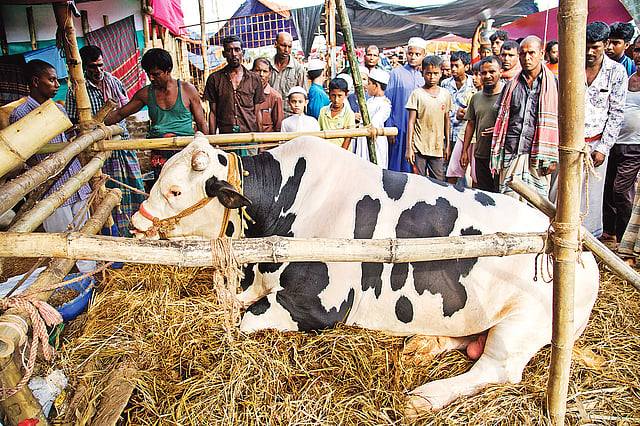 মোহাম্মদপুর-বছিলা হাটের এখন পর্যন্ত সবচেয়ে বড় সাদা–কালো গরুটি এসেছে চুয়াডাঙ্গা থেকে। দাম হাঁকানো হচ্ছে ২০ লাখ টাকা। গত সোমবার হাটে আসা গরুটি দেখতে আশপাশের বাসিন্দারা ভিড় করেন। গতকাল দুপুরে।  ছবি: সাবরিনা ইয়াসমীন