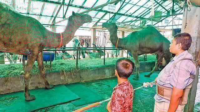 কোরবানির পশুর হাটের উট দেখতে ইতিমধ্যে আনাগোনা শুরু হয়ে গেছে দর্শনার্থীদের। গতকাল রাজধানীর গাবতলী পশুর হাটে।  ছবি: প্রথম আলো