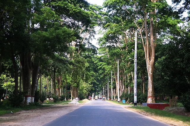 রাজশাহী বিশ্ববিদ্যালয়ের প্যারিস রোড। ছবি: শহিদুল ইসলাম