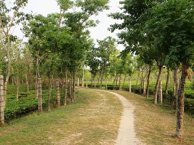এমন নীরব রাস্তা দিয়ে আপনি চলে যেতে পারবেন চা–বাগানের ভেতরে, তেঁতুলিয়া, পঞ্চগড়। ছবি: সজল জাহিদ