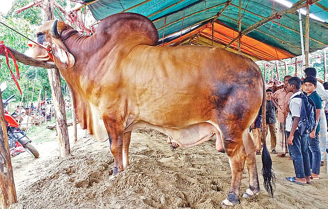 লালু নামের এই গরুটির দাম হাঁকা হয়েছে ২৫ লাখ টাকা। লোহাগাড়ার দরবেশহাট সওদাগরপাড়া এলাকার বাসিন্দা মোহাম্মদ আনোয়ার গত দুই বছর ধরে গরুটিকে লালন–পালন করে বাজারে বিক্রি করতে এনেছেন। গতকাল বিকেলে লোহাগাড়ার পদুয়া বাজার পশুর হাটে।  মামুন মুহাম্মদ