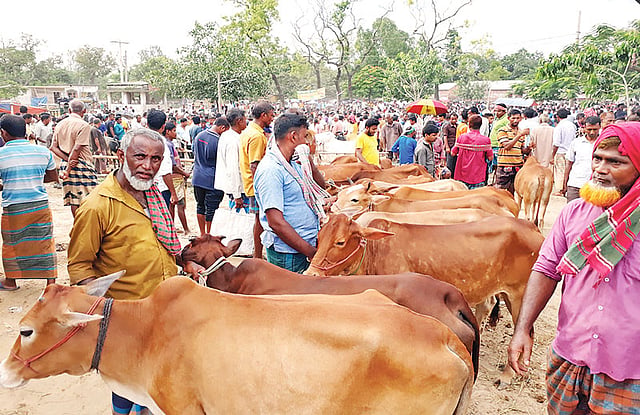 দিনাজপুরের সীমান্তবর্তী বিরামপুর পশুর হাট জমে উঠেছে। হাটে দেশি গরুর আমদানি অনেক। গত মঙ্গলবার বিরামপুর গোহাটে।  ছবি: প্রথম আলো