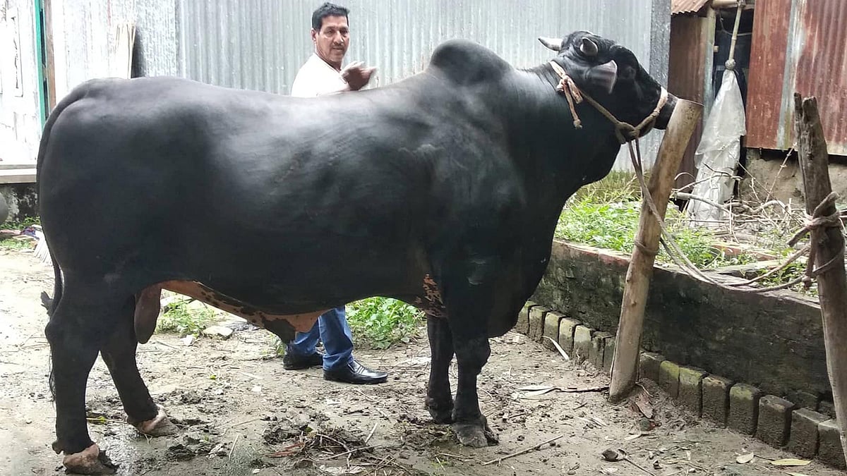 ৪০ মণ ওজনের ষাঁড় ‘কালাবাবুকে’ লালন-পালন করে বড় করেছেন মালিক মেহেদি হাসান। ছবি: প্রথম আলো