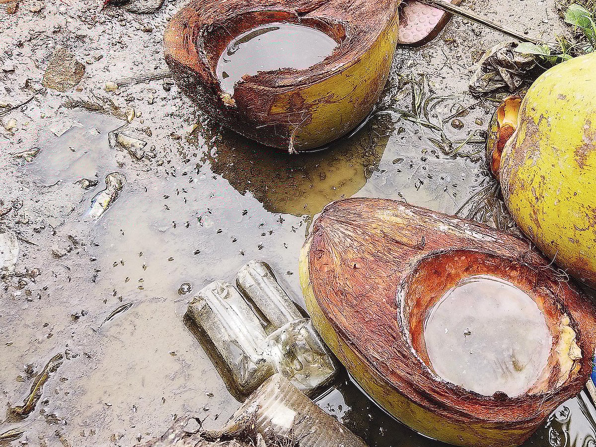 ঢাকা মেডিকেলের উন্মুক্ত জায়গায় ডাবের খোসায় জমে আছে পানি, যা মশা বিস্তারে সহায়তা করতে পারে। গতকাল সকালে। শুভ্র কান্তি দাশ