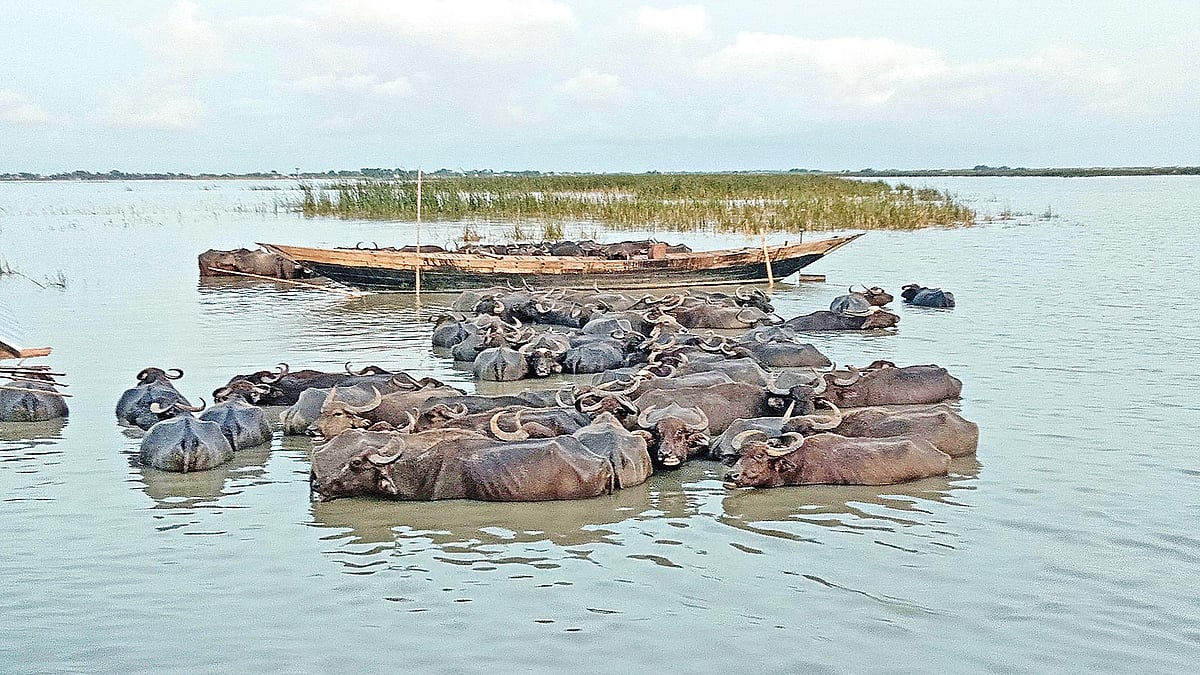 শরীয়তপুরের গোসাইরহাট উপজেলার দক্ষিণ কোদালপুর এলাকায় নদীর চরে মহিষের খামার গড়ে উঠেছে।  প্রথম আলো