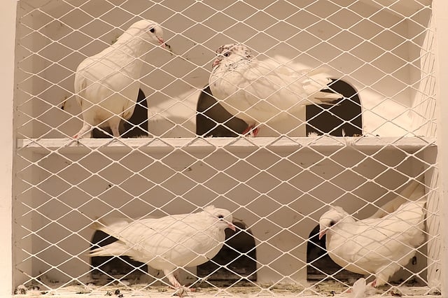 প্রদর্শনীতে শুভ্র পায়রা।