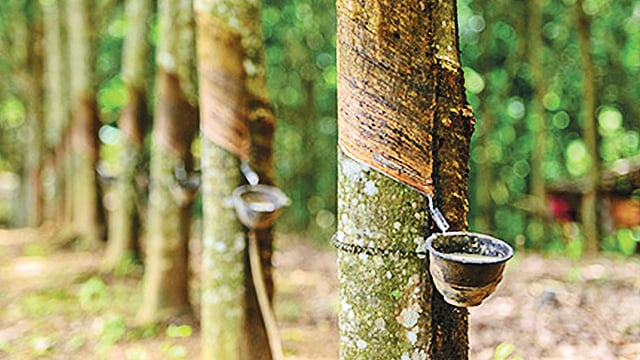 রাবার গাছ।  ফাইল ছবি