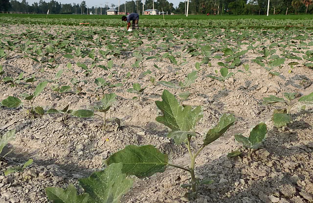 দিগন্ত জোড়া মাঠে বাড়ন্ত বেগুন গাছ।
