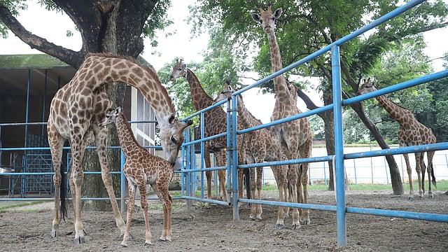 প্রিয়া ও তার সন্তান শ্রাবণীকে আলাদা করে রাখা হয়েছে। মিরপুর, ঢাকা, ২২ আগস্ট। ছবি: আবদুস সালাম