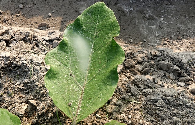 পচন ঠেকাতে বেগুনের পাতায় ছিটানো হয় ওষুধ।