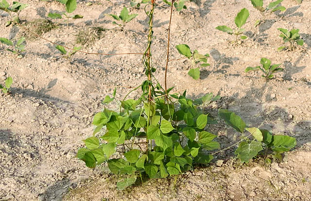 বেগুন খেতের মাঝে রোপণ করা হয়েছে শিম গাছ।