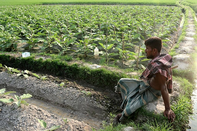 বেগুন খেতে কাজ করে ক্লান্ত কৃষক লুৎফর রহমান। খেতের পাশে বসে জিরিয়ে নিচ্ছেন তিনি।