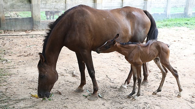 মা দুলকির সঙ্গে সঙ্গে চলে সদ্য জন্ম নেওয়া অ্যারাবিয়ান হর্স দোলন। মিরপুর, ঢাকা, ২২ আগস্ট। ছবি: আবদুস সালাম