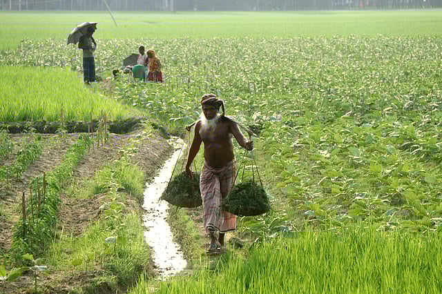 বেগুন খেত থেকে ঘাস তুলে বাড়িতে ফিরছেন এক কৃষক।