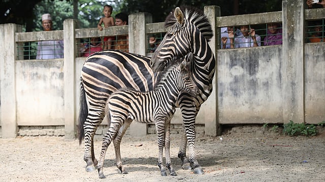 সদ্য জন্ম নেওয়া ঝিলিককে আগলে রাখছে মা চাঁদনী। মিরপুর, ঢাকা, ২২ আগস্ট। ছবি: আবদুস সালাম