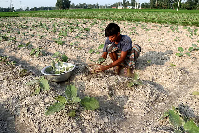 রোপণ করা বেগুন গাছ মরে গেছে। সেই স্থানে নতুন বেগুনের চারা রোপণ করা হচ্ছে।