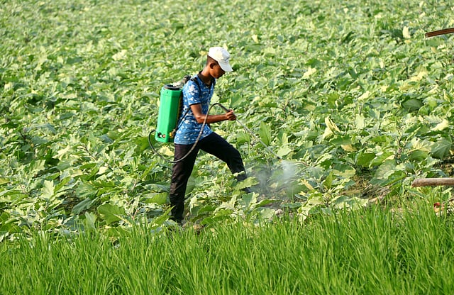 বেগুন খেতে ওষুধ ছিটাচ্ছে এক কিশোর।