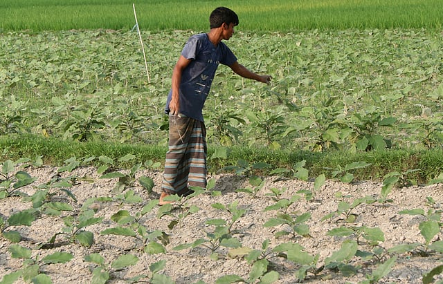 বেগুন খেতের আগাছা পরিষ্কার করছেন কৃষক শরিফুল ইসলাম।