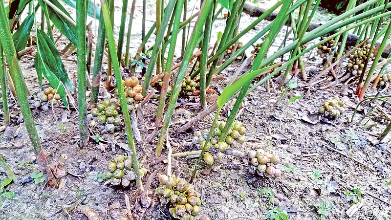 বগুড়ায় ধরেছে কালো এলাচির ফল। ছবি: লেখক