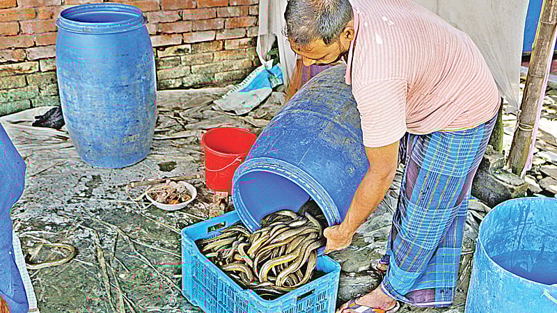 ওজন মাপার জন্য পাত্রে ঢালা হচ্ছে কুঁচিয়া। সম্প্রতি নারায়ণগঞ্জের রূপগঞ্জের গোলাকান্দাইল এলাকায়।  ছবি: প্রথম আলো