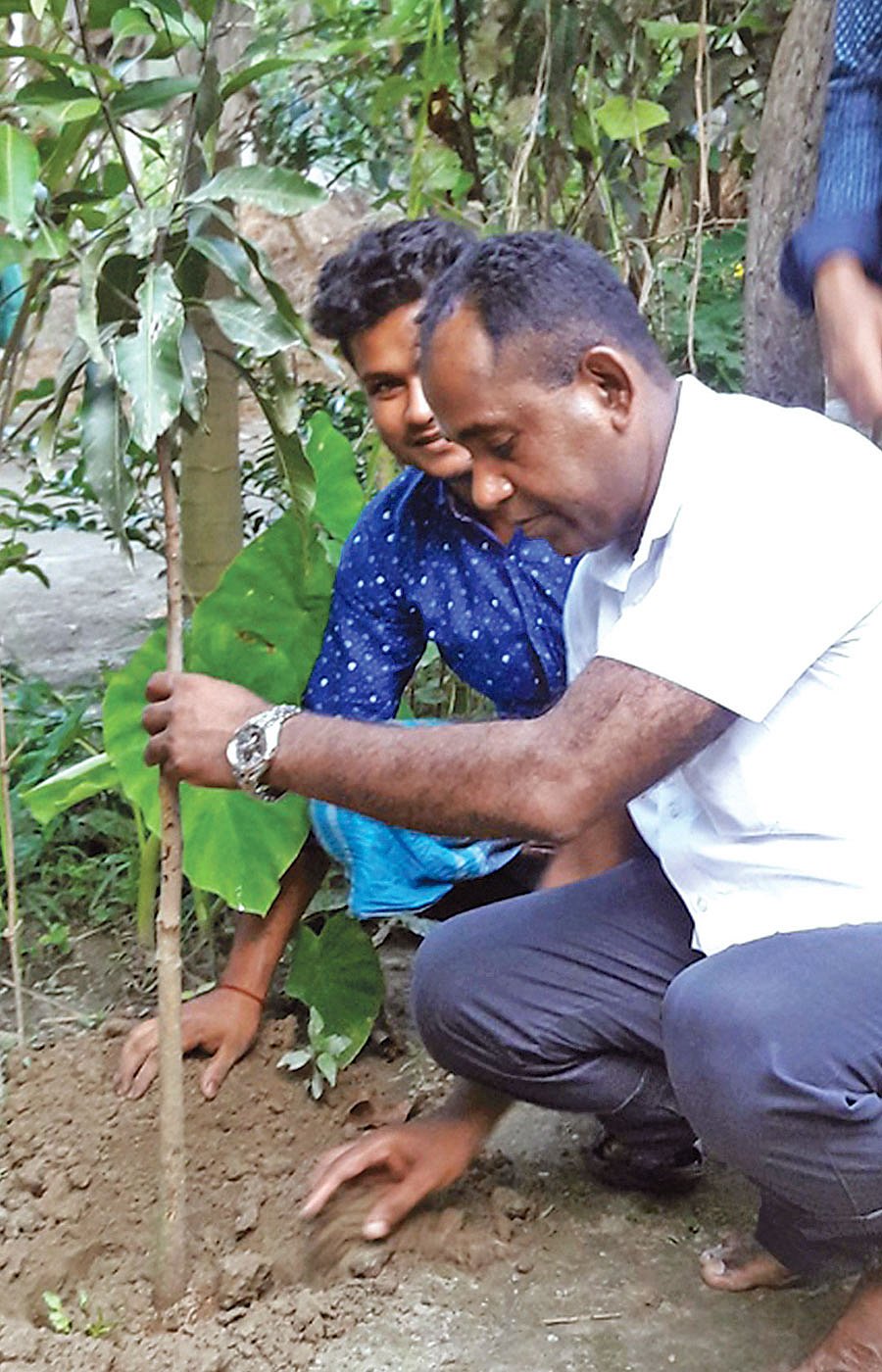 ইউপি চেয়ারম্যান বাদশা মিয়া তেঘুরি গ্রামের দিপু সরকারের বাড়িতে গাছ লাগাচ্ছেন।