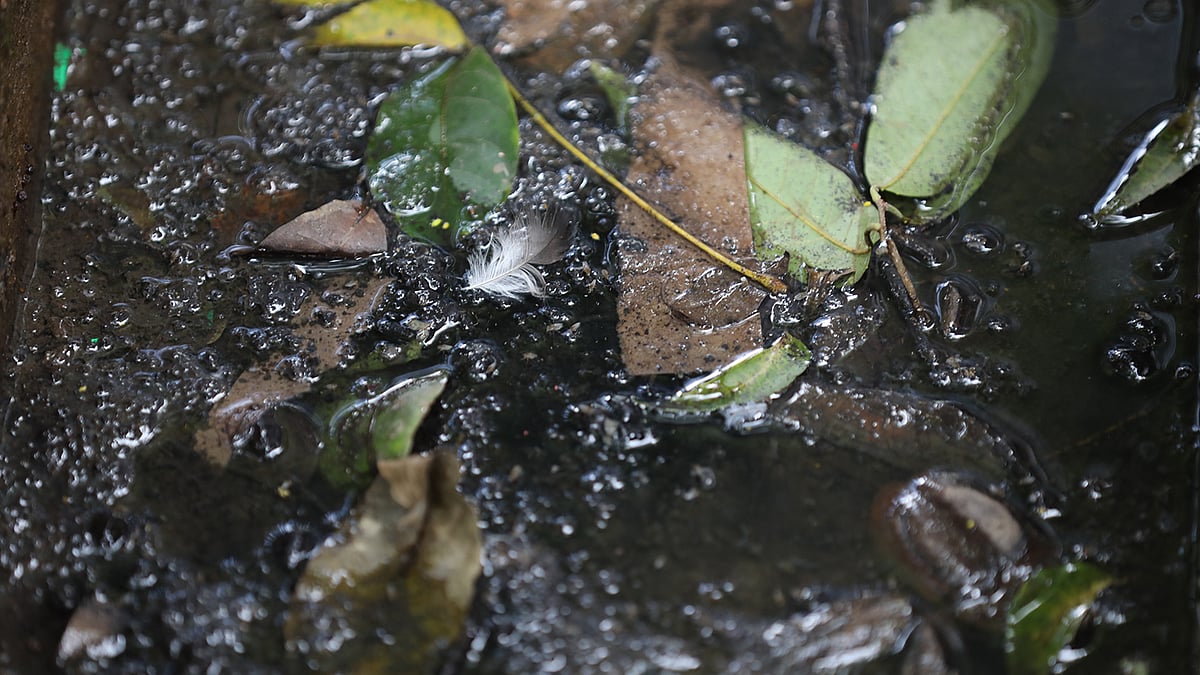 ঢাকা বিশ্ববিদ্যালয়ের জগন্নাথ হলের ড্রেনে জমে আছে ময়লা পানি। ছবিটি সাম্প্রতিক। ছবি: সাইফুল ইসলাম