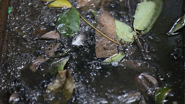 ঢাকা বিশ্ববিদ্যালয়ের জগন্নাথ হলের ড্রেনে জমে আছে ময়লা পানি। ছবিটি সাম্প্রতিক। ছবি: সাইফুল ইসলাম