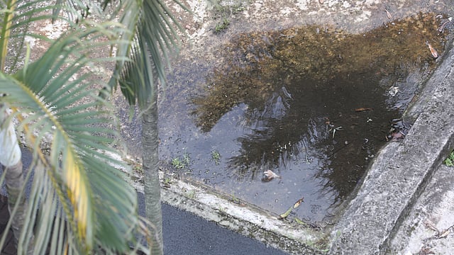 ঢাকা বিশ্ববিদ্যালয়ের জগন্নাথ হলের ছাদে জমে আছে বৃষ্টির পানি। ছবি: সাইফুল ইসলাম