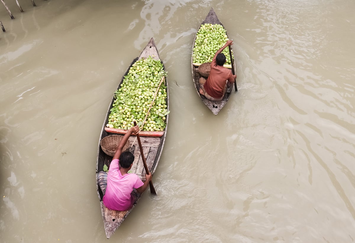 দুটি নৌকায় পেয়ারা বিক্রির জন্য নিয়ে যাচ্ছেন চাষিরা