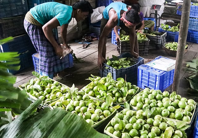 বাক্স ভর্তি করে রাখা হয়েছে পেয়ারা