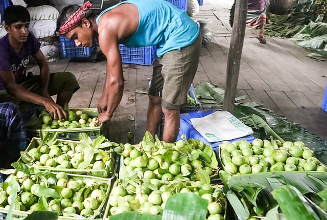 পাকা পেয়ারা সরিয়ে রাখছেন আড়তদারেরা