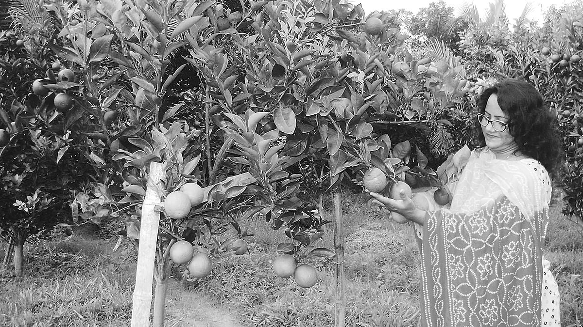 নিজের মাল্টা বাগানে রিনা আক্তার। সম্প্রতি নওগাঁর আঙ্গরত তেলিপাড়া গ্রামে।  ছবি: প্রথম আলো