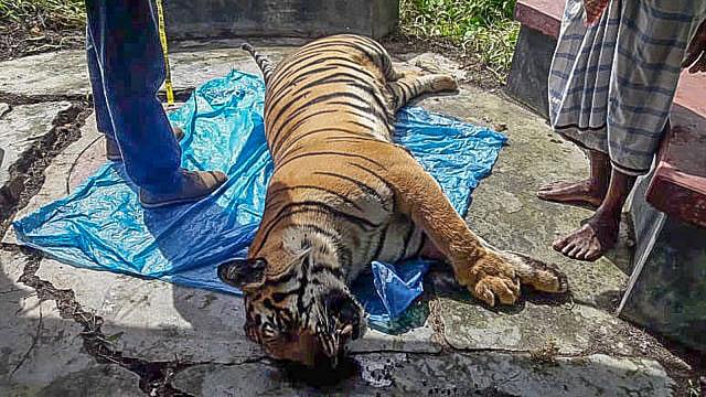 সুন্দরবনের পূর্ব বন বিভাগের ছাপড়াখালী এলাকা থেকে উদ্ধার হওয়া বাঘিনীর মৃতদেহ। ছবি: সংগৃহীত