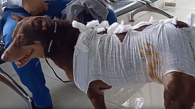 আঘাতের জায়গায় ড্রেসিংয়ের পর ব্যান্ডেজ করা হয়েছে ঐশীকে। ছবি: প্রথম আলো