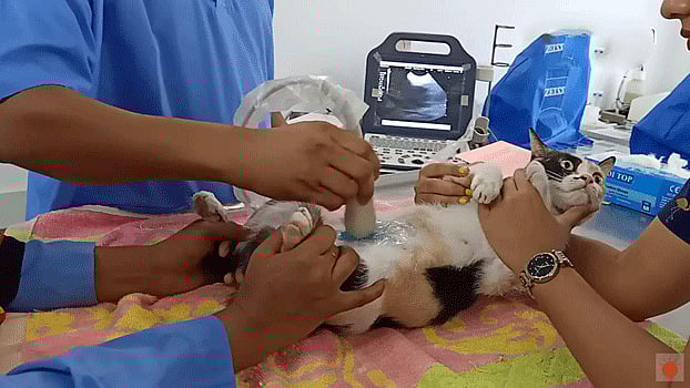 সন্তানসম্ভবা বিউটির আল্ট্রাসনোগ্রাম চলছে। ছবি: প্রথম আলো