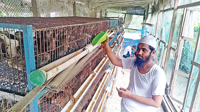 নিজের খামারে কোয়েল পাখির পরিচর্যা করছেন সালাউদ্দিন হাওলাদার। গত শুক্রবার মাদারীপুরের কালকিনি উপজেলার জায়গীর এলাকায়।  ছবি: প্রথম আলো
