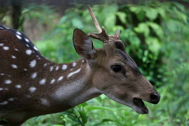 নতুন পরিবেশে চিত্রা হরিণ