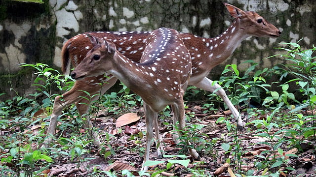 নতুন পরিবেশে হরিণের মানিয়ে নেওয়ার চেষ্টা