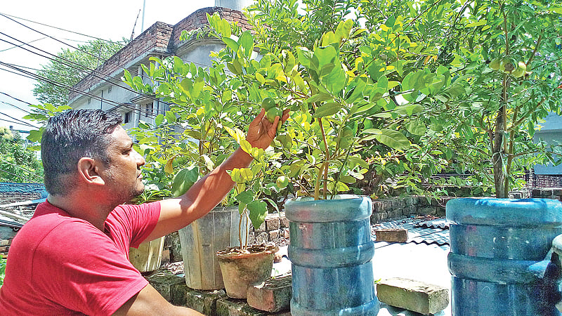 টিনের চালের ওপর ফলের গাছের পরিচর্যা করছেন সোহাগ আলী। সম্প্রতি তেরোখাদিয়ার উত্তরপাড়ায়। প্রথম আলো